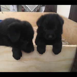 Meet your Posher, Adamari